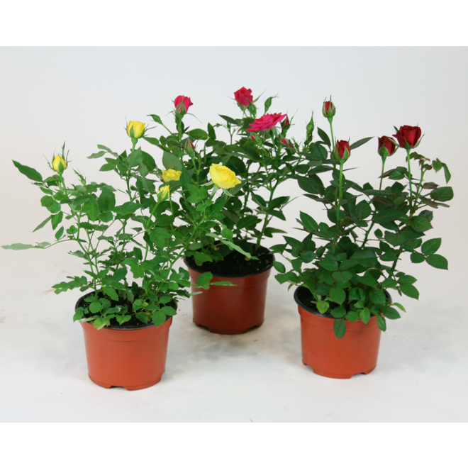 Mini Rose Bushes - Assorted Colours - 6'' F0256 | Réno-Dépôt