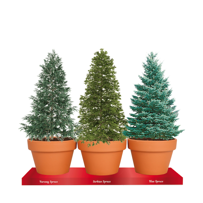 TotalGreen Christmas Tree Grow Kit, 3 Spruces Varieties TRI832UNIT
