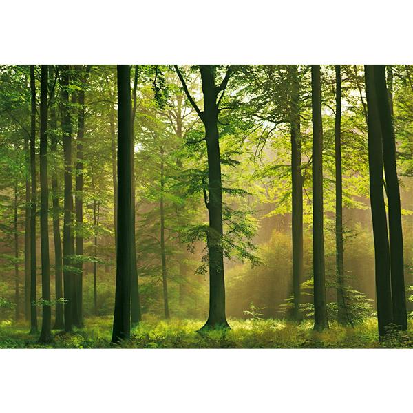 Brewster Wallcovering Autumn Forest Wall Mural - 100" x 144"