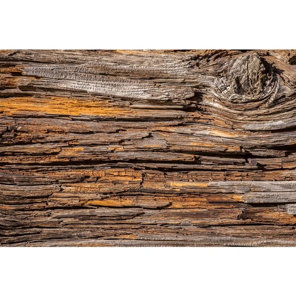 Dimex Tree Bark Wall Mural - 12-ft 3-in x 8-ft 2-in