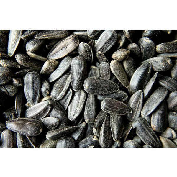Pick of the Birds 4kg Black Oil Sunflowers Kernels 104 RénoDépôt