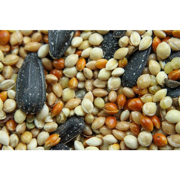 Mélange de graine pour oiseaux Qualité supérieur 3kg