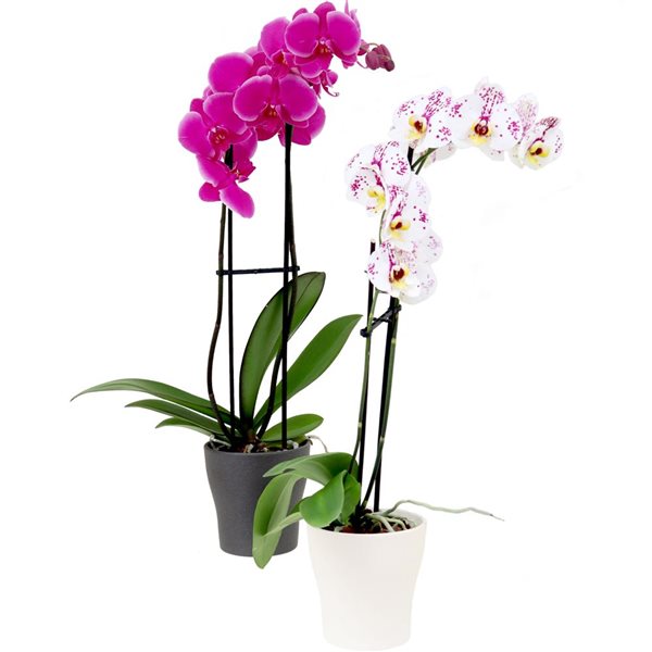 Pot pour orchidée  Sélection de pots pour orchidées